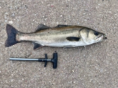 シーバスの釣果