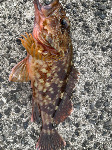 カサゴの釣果