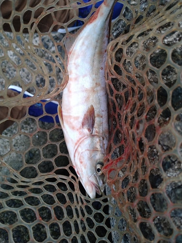 ツバスの釣果