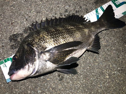 クロダイの釣果