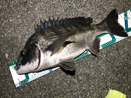 クロダイの釣果