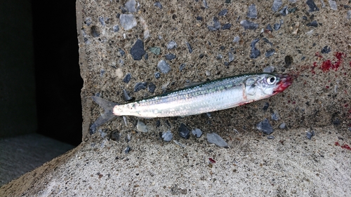 三陸海岸（青森）