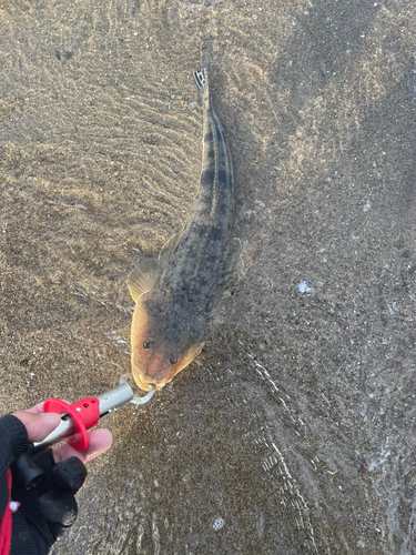 マゴチの釣果