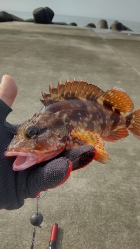 カサゴの釣果