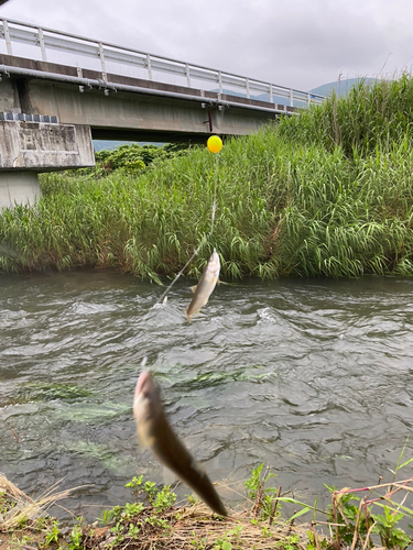 コアユの釣果