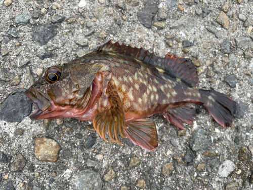 カサゴの釣果