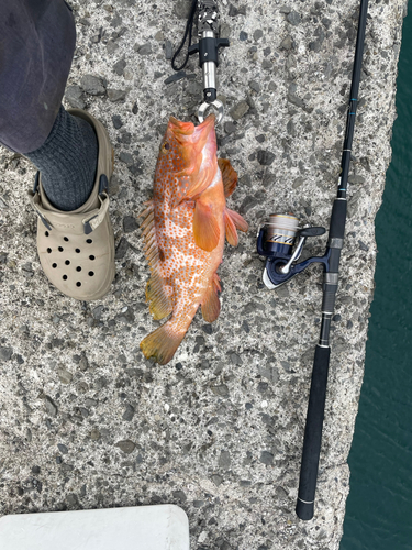 アコウの釣果