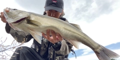 スズキの釣果