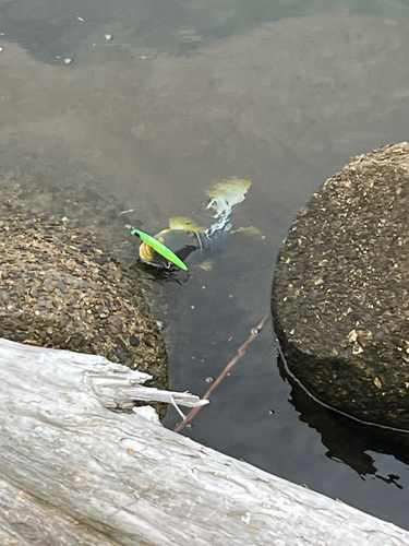 高津川下流