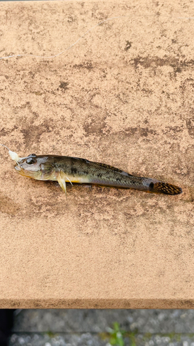 ハゼの釣果