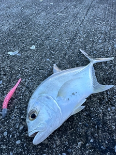 メッキの釣果