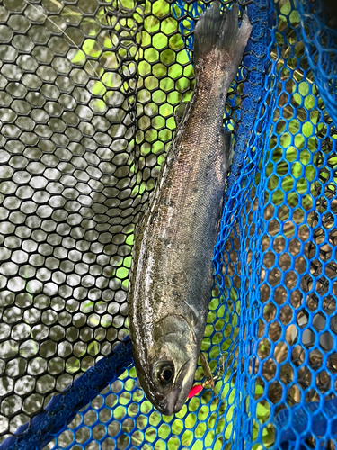 桂川（山中湖〜相模湖）上流