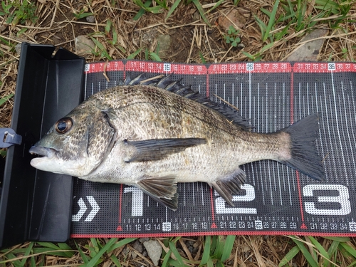 クロダイの釣果