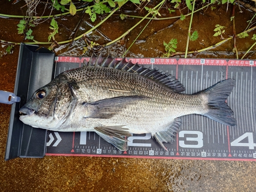 クロダイの釣果