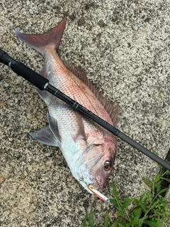 タイの釣果