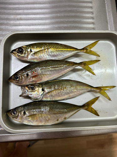 アジの釣果