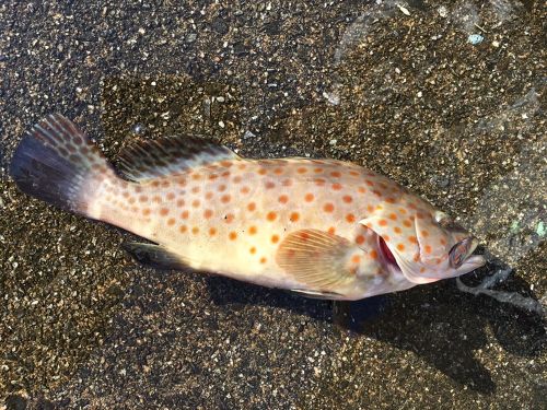 オオモンハタの釣果