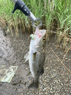 フッコ（マルスズキ）の釣果