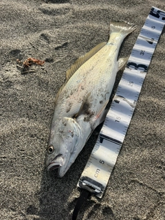 ニベの釣果