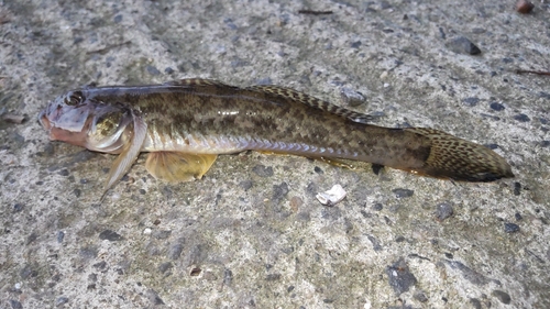 ハゼの釣果