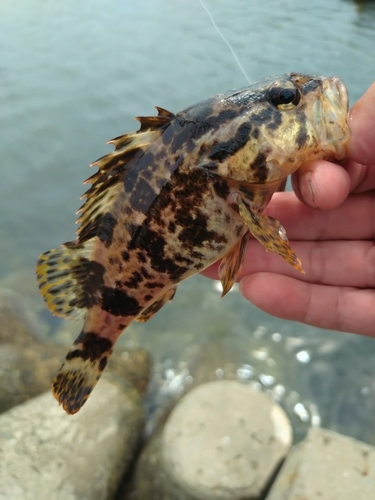 タケノコメバルの釣果