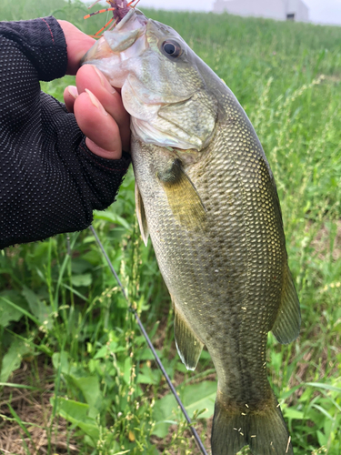 ラージマウスバスの釣果