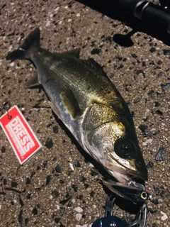 シーバスの釣果