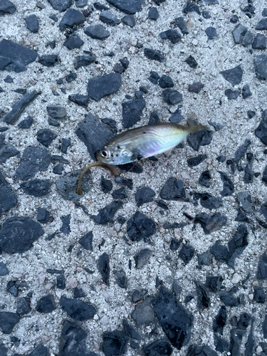 アジの釣果