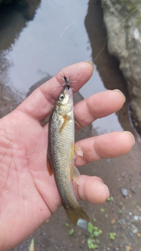 アブラハヤの釣果