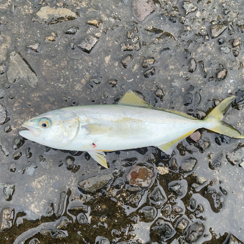 ワカシの釣果