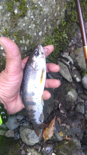 アマゴの釣果