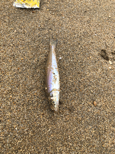 キスの釣果