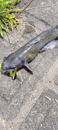 常陸利根川