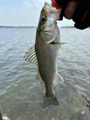 セイゴ（マルスズキ）の釣果