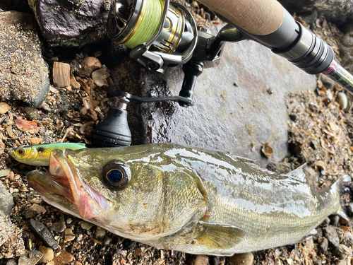 マルスズキの釣果