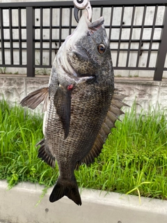 クロダイの釣果