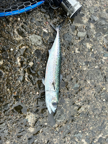 サバの釣果