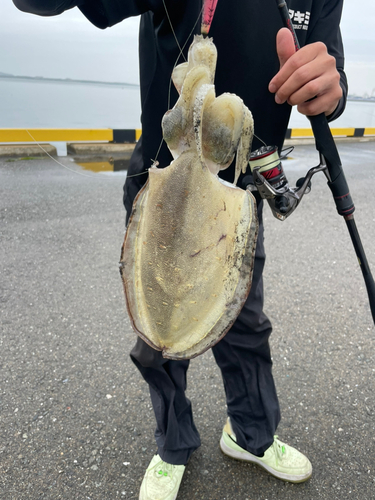 モンゴウイカの釣果