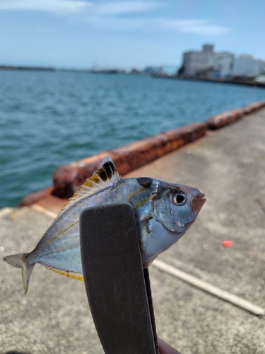 ヒイラギの釣果