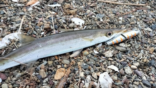 カマスの釣果