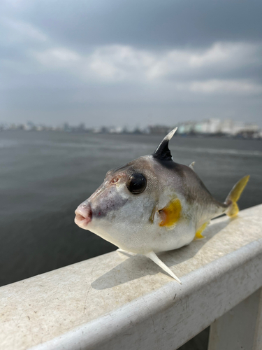 ギマの釣果