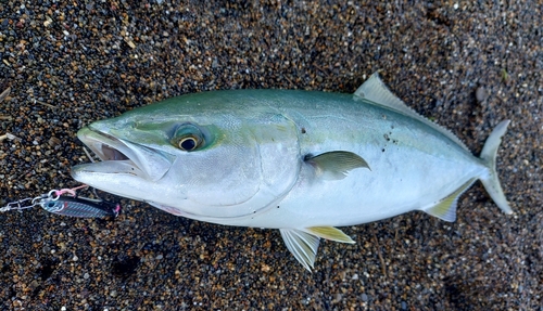 イナダの釣果