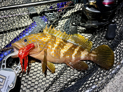 アコウの釣果