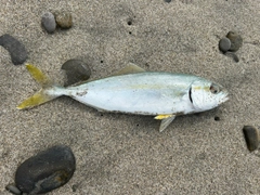 ワカシの釣果