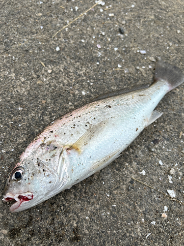 イシモチの釣果