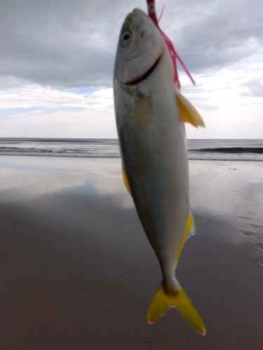 ショゴの釣果