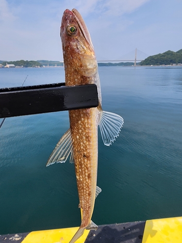 エソの釣果