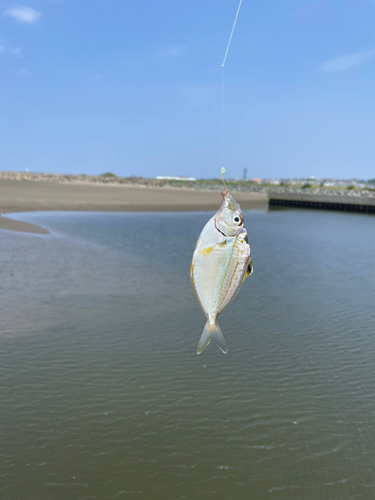 ヒイラギの釣果