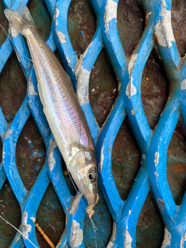 シロギスの釣果