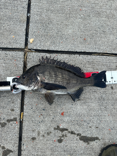 クロダイの釣果